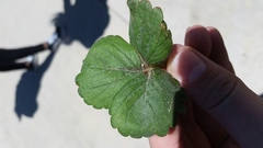 Fragaria