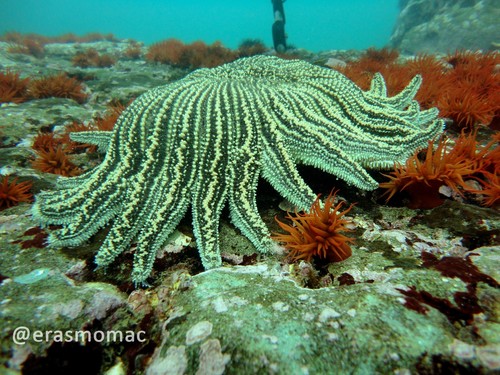 Heliaster helianthus
