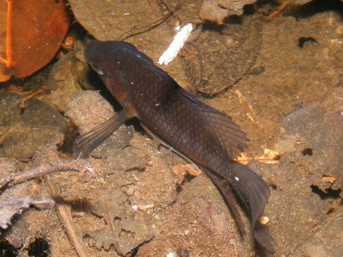 River patwa (Chaetobranchus flavescens) — Cichlidae — 3