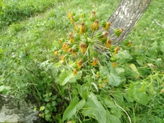 Ligularia thyrsoidea