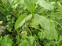 Ligularia thyrsoidea