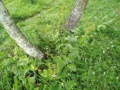 Ligularia thyrsoidea