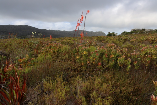 Image of Watsonia tabularis by (c) Tony Rebelo, some rights reserved (CC BY-SA)