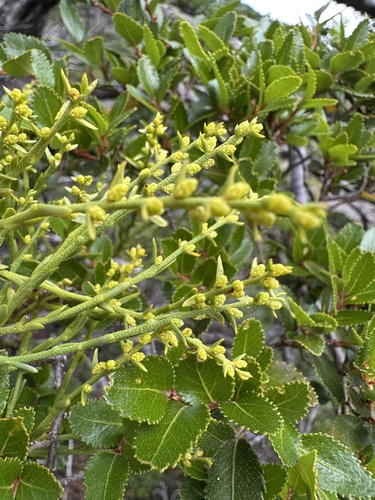 Misodendron gayanum (Misodendrum gayanum)
