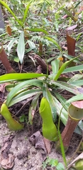 Nepenthes reinwardtiana
