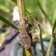 Agriopocoris