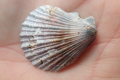 Chlamys