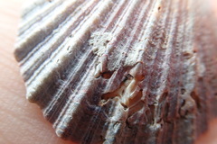 Chlamys