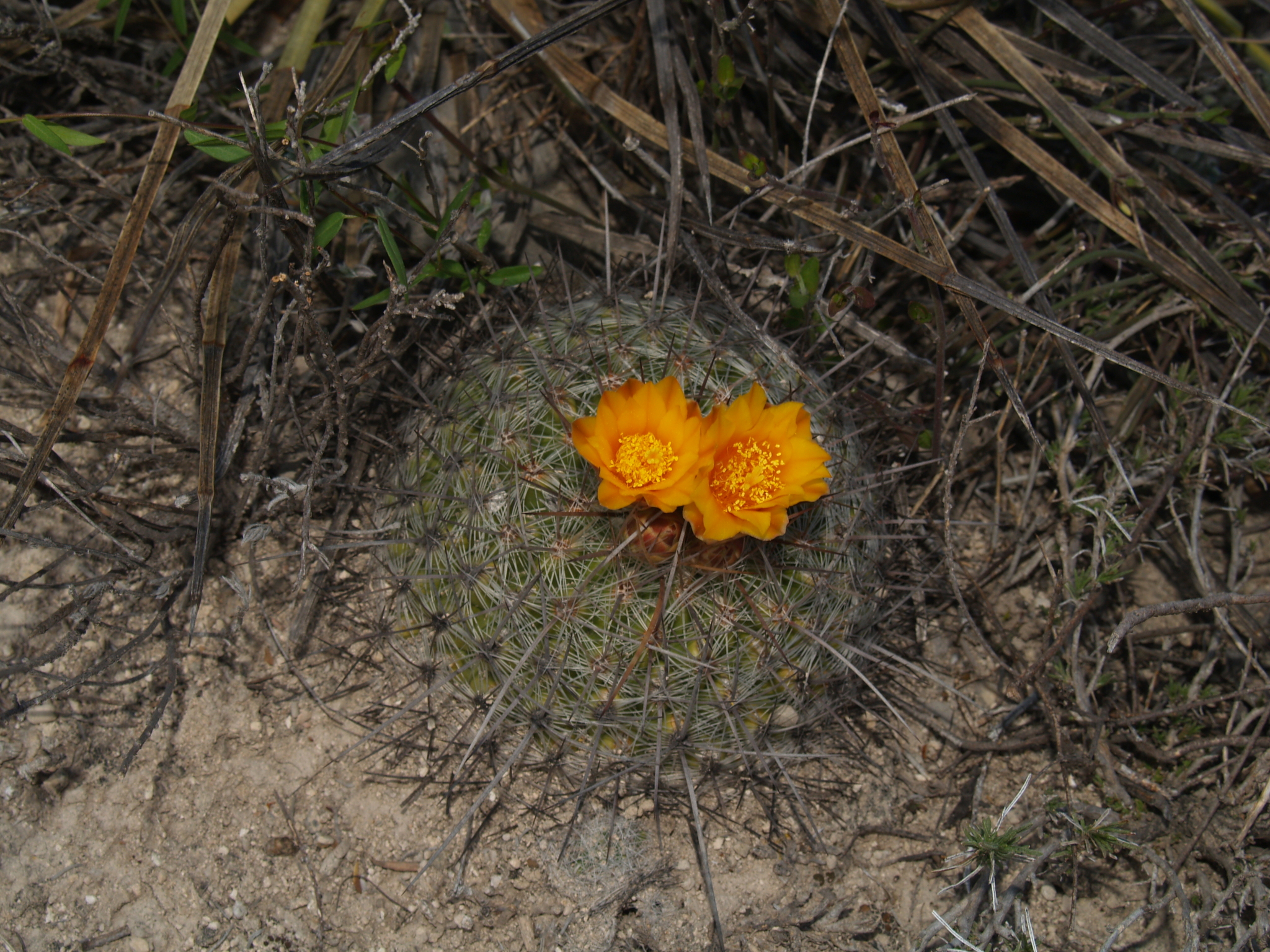 Thelocactus conothelos ssp. aurantiacus
