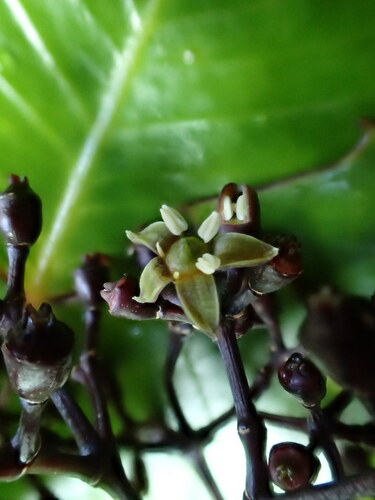 Cheirodendron dominii observed 2023-01-15