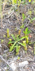 Nepenthes reinwardtiana