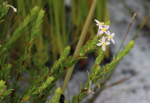 Image of Gnidia tomentosa by (c) Tony Rebelo, some rights reserved (CC BY-SA)