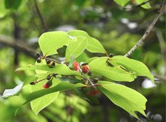 Cratoxylum cochinchinense