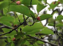 Cratoxylum cochinchinense
