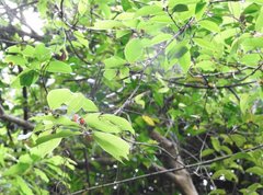 Cratoxylum cochinchinense