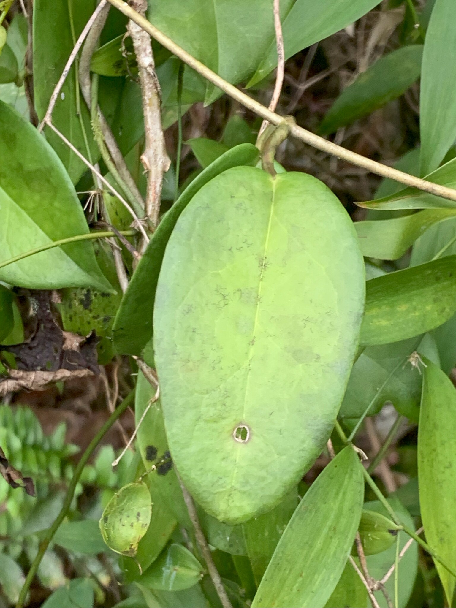 Imagem de Flor-de-cera