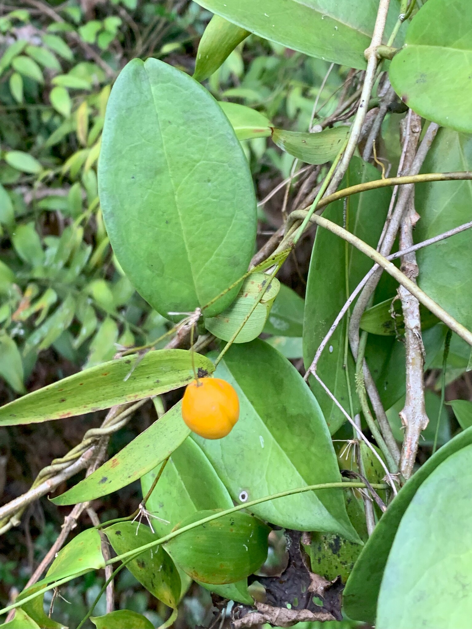 Imagem de Flor-de-cera