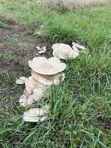 Didžioji meškabudė nuotrauka