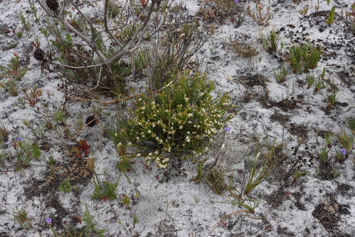 Image of Diosma oppositifolia by (c) Tony Rebelo, some rights reserved (CC BY-SA)
