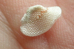 Primavelans insculpta