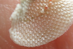 Primavelans insculpta