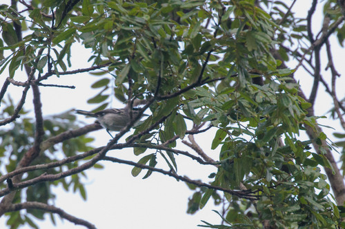 Black-capped Antwren (Herpsilochmus atricapillus), photo 6