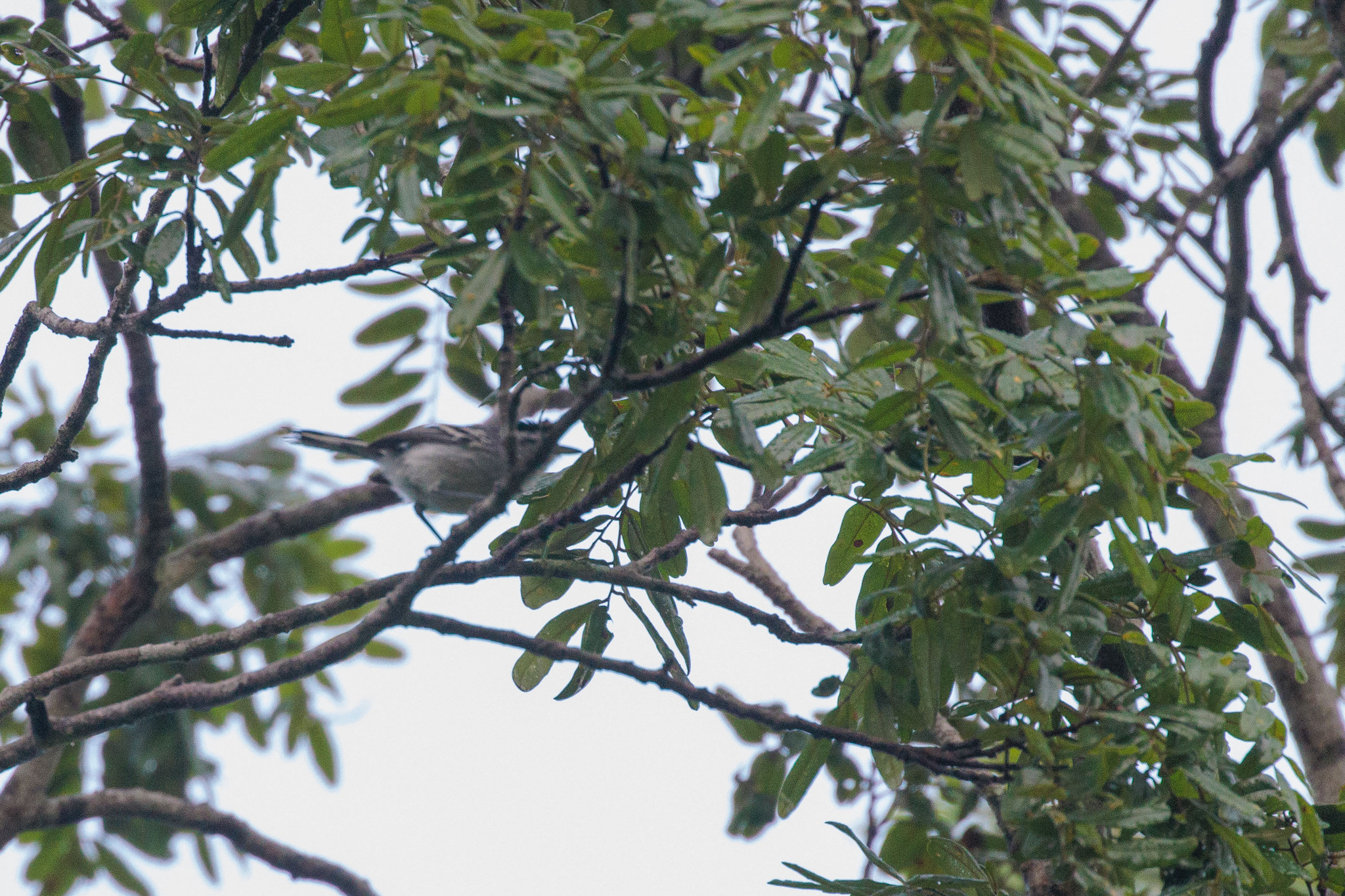 Black-capped Antwren (Herpsilochmus atricapillus), photo 9