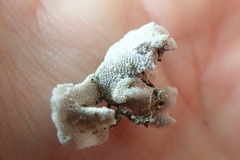 Primavelans insculpta