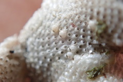 Primavelans insculpta