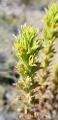 Castilleja chlorotica