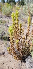 Castilleja chlorotica