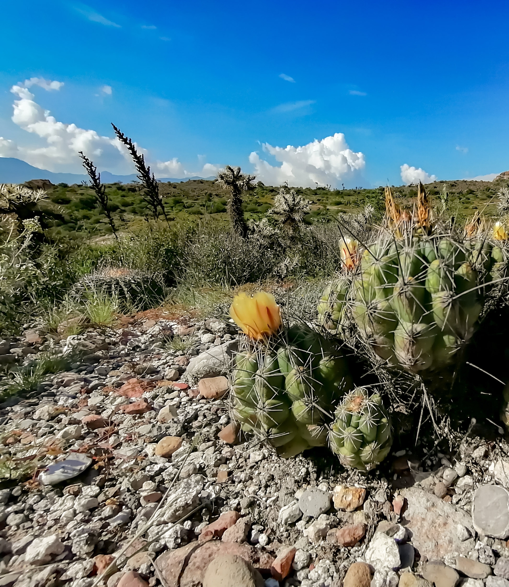 Thelocactus leucacanthus