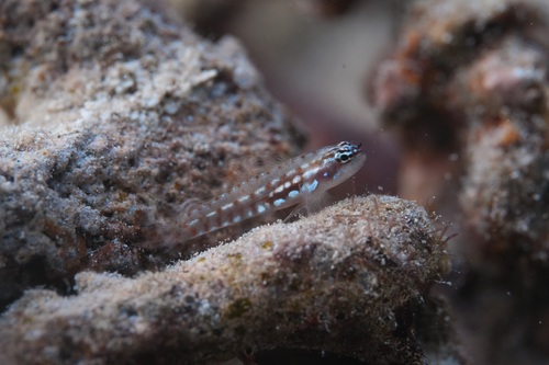 Zevendaagse dwerggrondel (Eviota sigillata) — Gobiidae