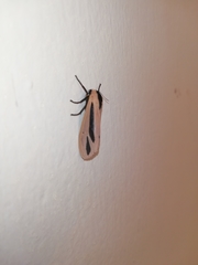 Creatonotos