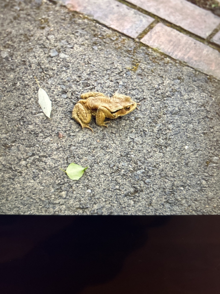 Western Japanese Common Toad from Kamamuta, Takaharu, Miyazaki, JP on ...