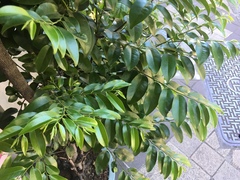 Diospyros kotoensis