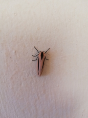 Creatonotos