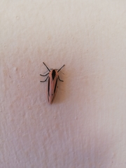 Creatonotos