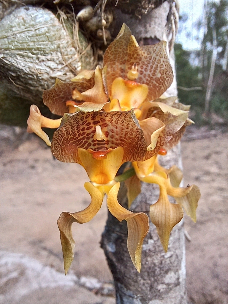 Grobya amherstiae
