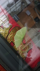 Tanaoctenia haliaria