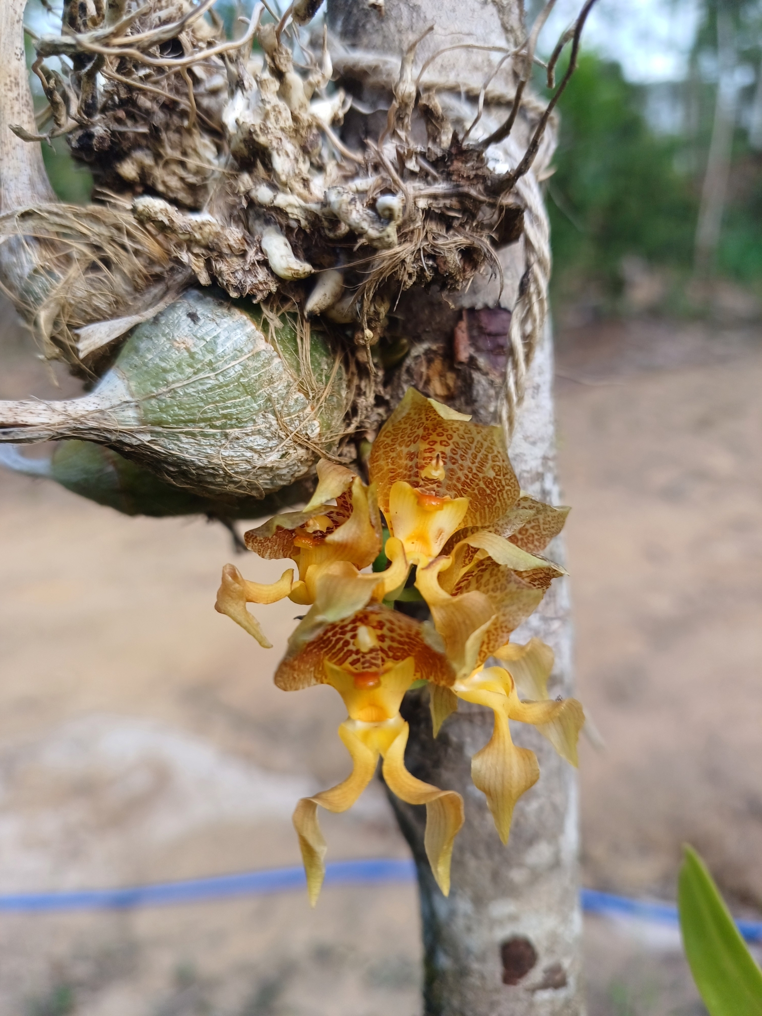 Imagem de Parasita-cebola