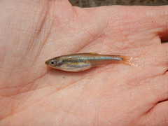 Ribbon Shiner photo 5