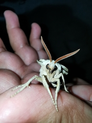 Smerinthinae