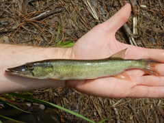 Esox americanus