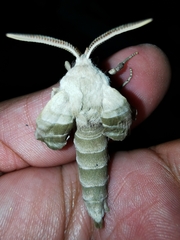 Smerinthinae