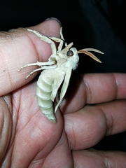 Smerinthinae