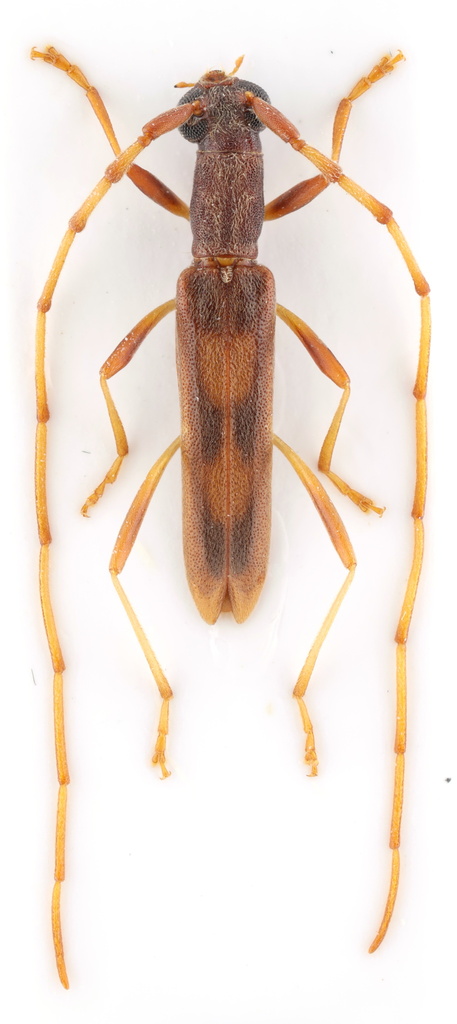 Caribbomerus decoratus