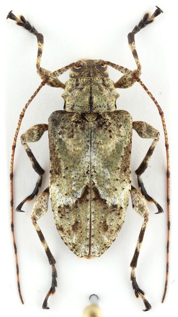 Leptostylopsis viridicoma