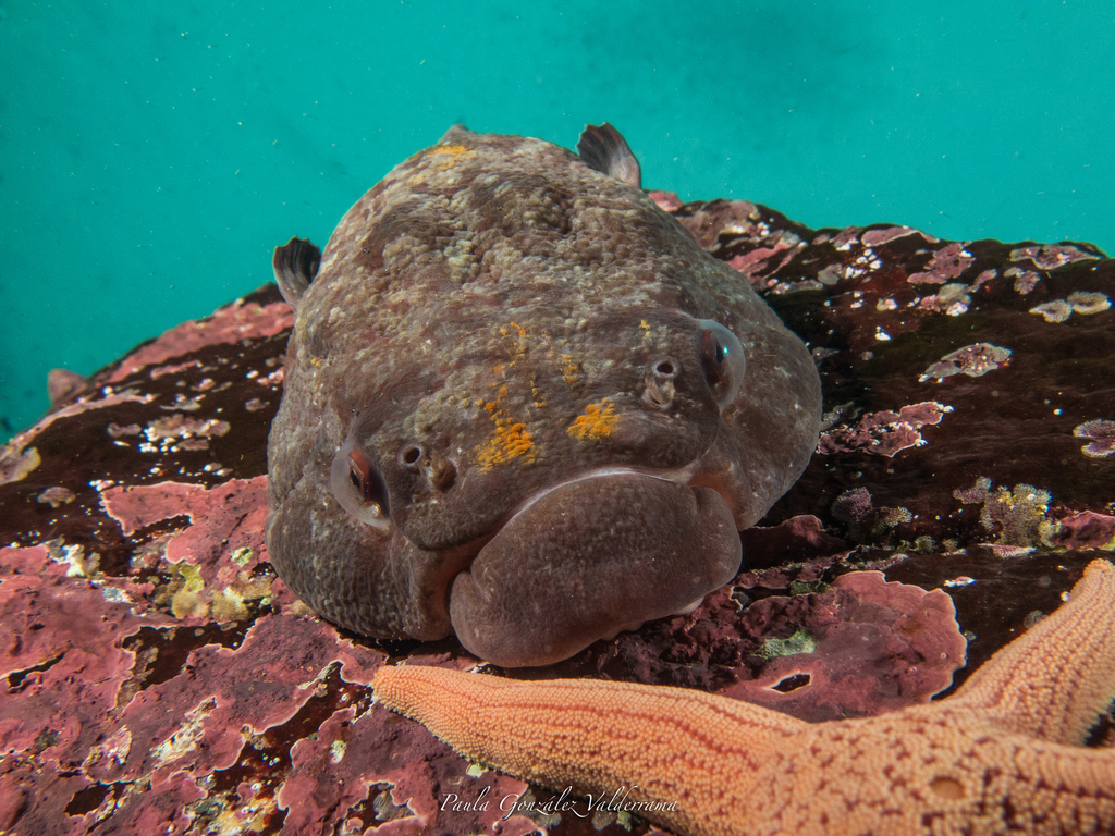 Chilean clingfish (Sicyases sanguineus) — Gobiesocidae