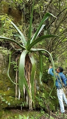 Agave atrovirens